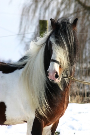 Sligo | Gypsy Vanner Stallion for Sale | Skewbald